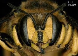   Anthidium illustre nbsp;female face, photo: Jeni Sidwell 

